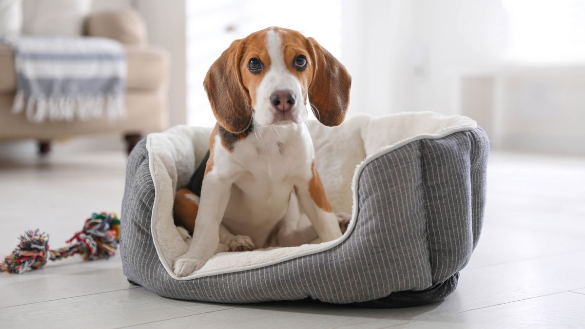 7 ways to remove pet odor from your home Tom's Guide