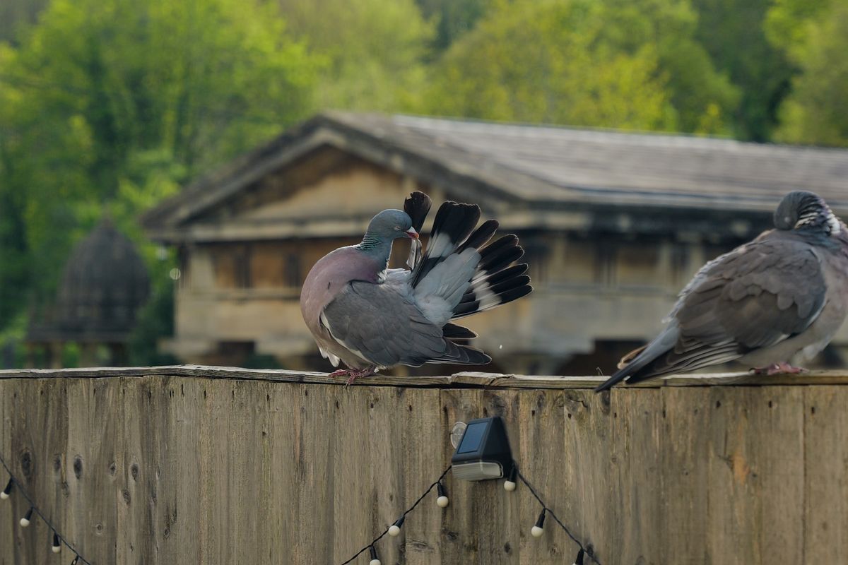 A photo taken on a Leica SL3-S mirrorless camera