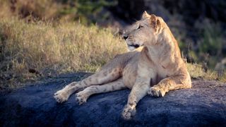 A lion in Meru national park, Kenya