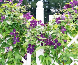 Trellis fence with clematis