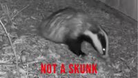Badger caught by ring camera