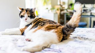 A cat lying on a bed and wagging its tail