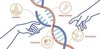 CRISPR/Cas9 is being used to edit DNA in plants, animals, and in humans. But new studies are casting doubts about whether the technology is safe to use for human therapies.