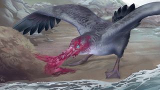 An artist's interpretation of the newfound giant petrel ripping into a dead seal about 3 million years ago in what is now New Zealand.