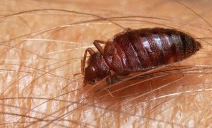 Bedbugs are spreading through the United States.
