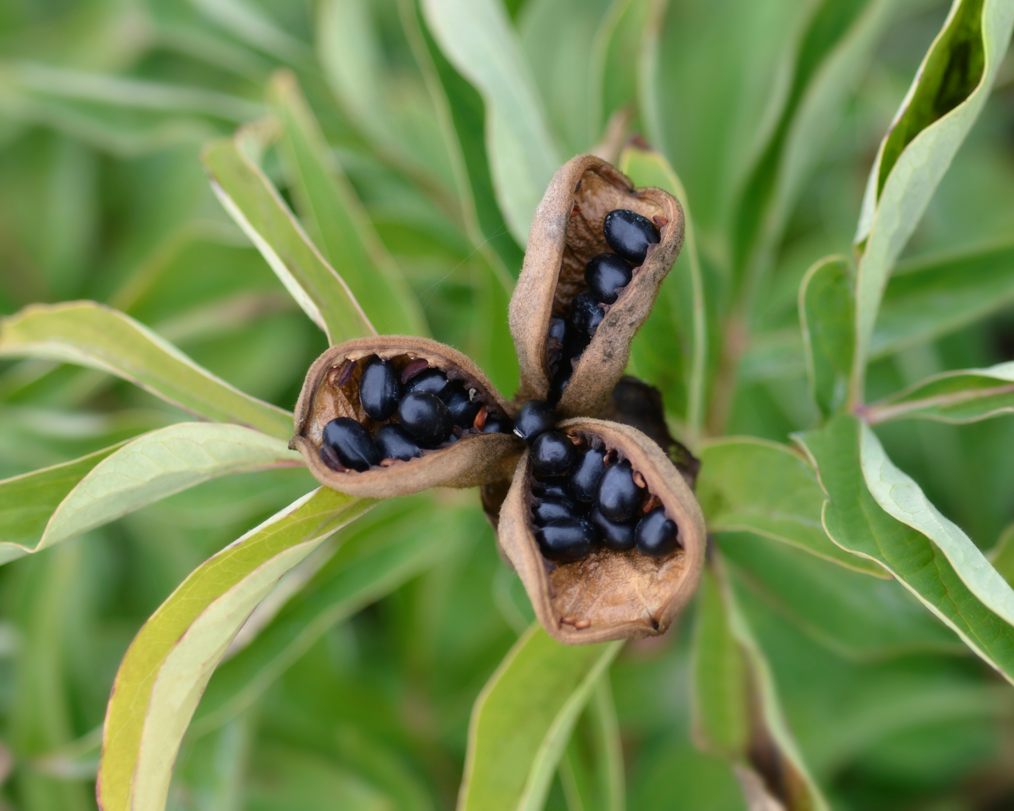 Closeup of peony seeds in a seed pod