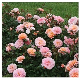 Close up shot of Apricot Rose Bush with loads of pink roses