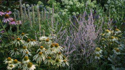 summer border planted with a mix of perennial plants and flowers