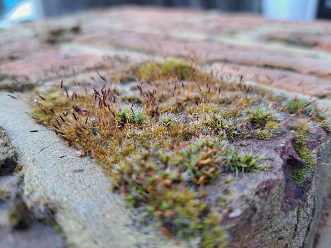 Samsung Galayx A53 5G sample photo