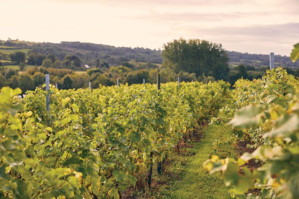 Vines at Paunton Court, Herefordshire.