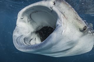 Up close of a whale shark with its mouth wide open and it's eye to the left looking at the camera
