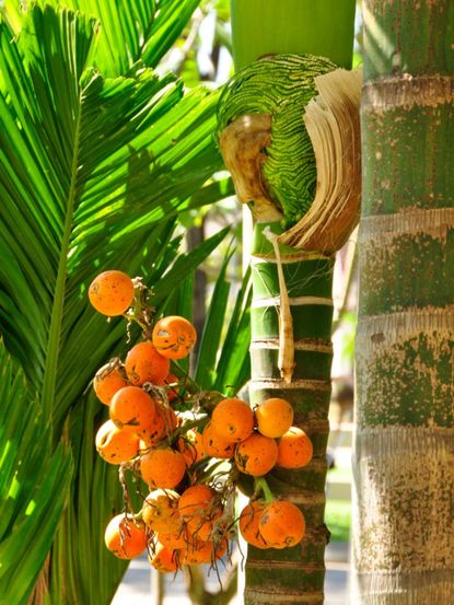 Pindo Palm Full Of Fruits