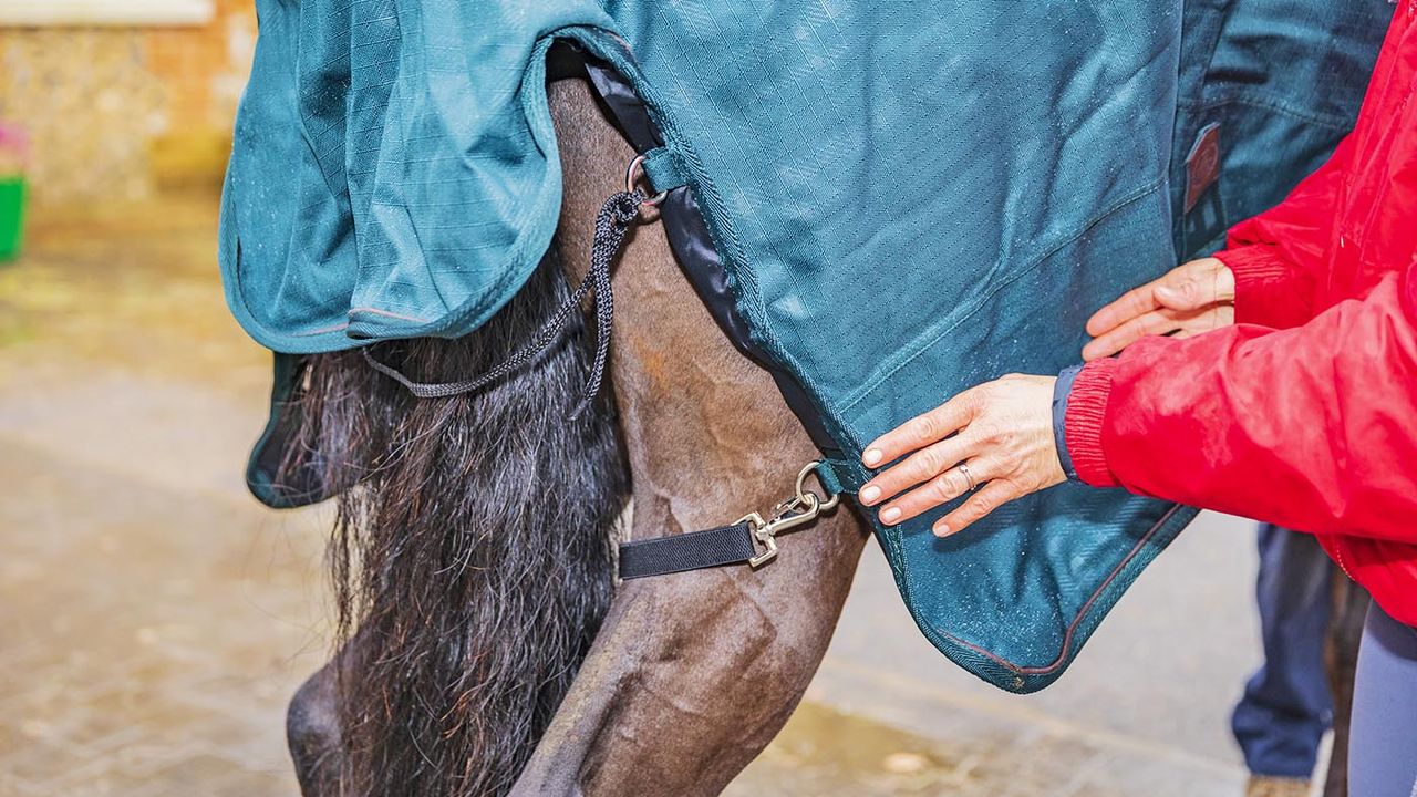 Felix B&uuml;hler Timeless Elegance high-neck turnout rug review
