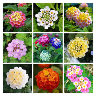 A grid of lantanas in varied colors