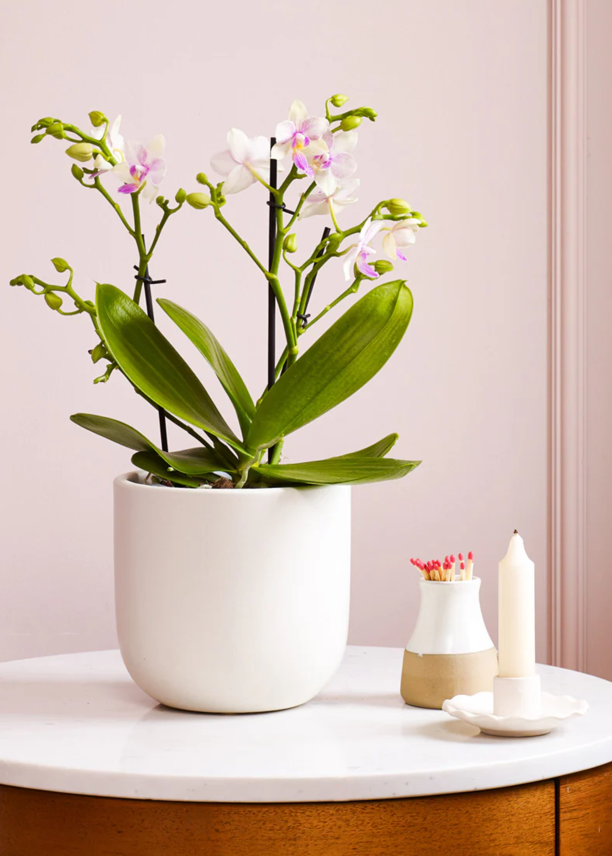 A potted dazzling blossom orchid on a side table beside a set of matches and a candle