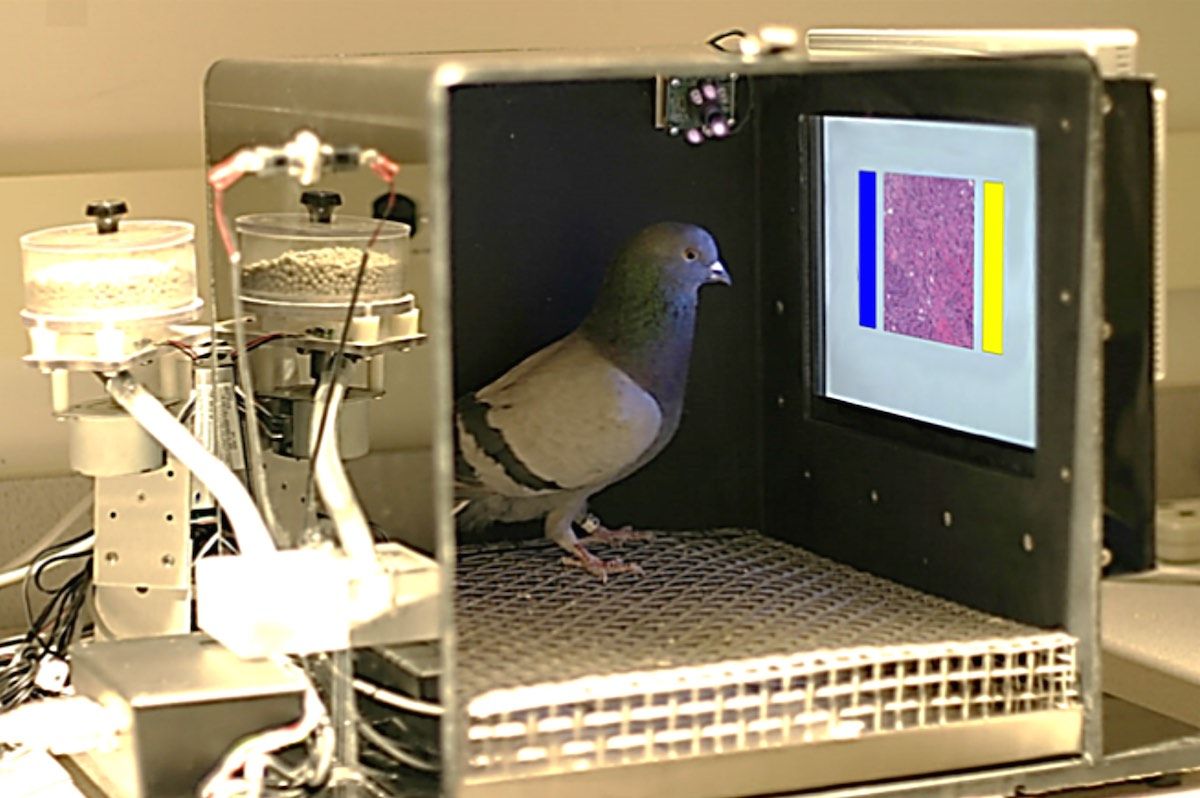 Pigeons were trained to use a touchscreen to choose between images showing normal and cancerous breast tissue (the blue and yellow bars were used as the choice buttons). 