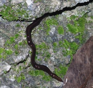 A New Guinea flatworm discovered in Coral Gables, Florida. This is the first report of this invasive flatworm on the American continent.