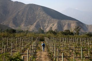 The El Sarcay de Azpitia vineyards and Pisco distillery south of Lima. One of the premier pisco distilleries in Peru.