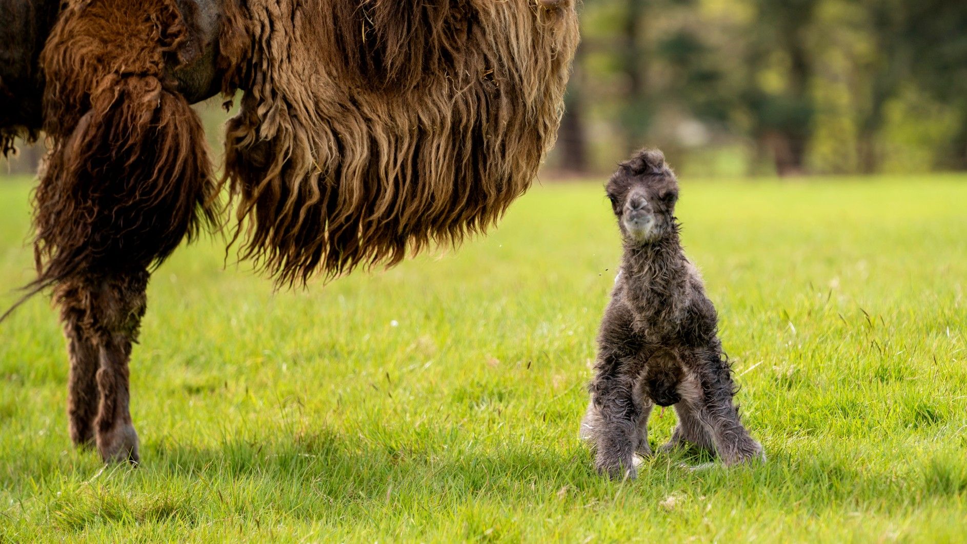 
                                A Bactrian camel calf finds his feet next to his mother at Woburn Safari Park in Bedfordshire, England
                            