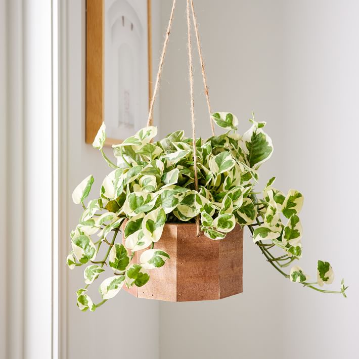 Live Mini Pothos Plant W/ Hanging Planter