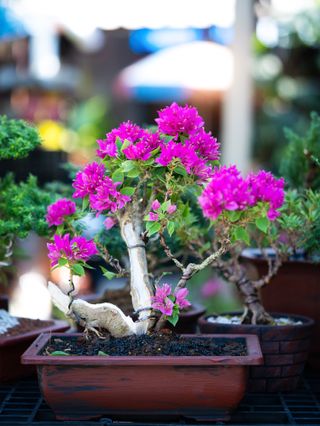 A pink bougainvillea bonsai tree