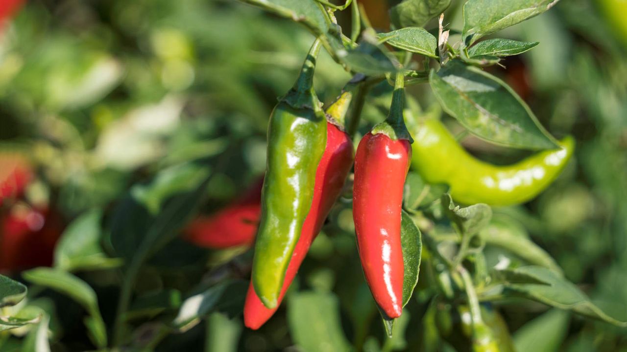 Ripe chili peppers growing on a plant