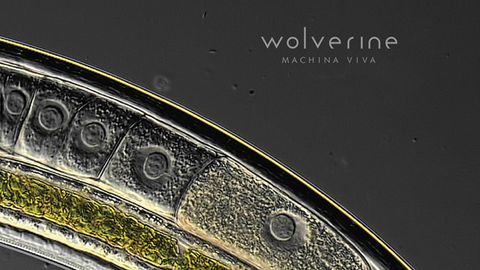 Wolverine - Machina Viva album artwork