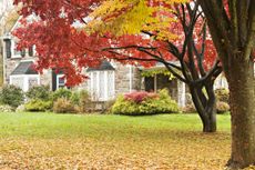 A front yard with a green lawn and autumnal trees