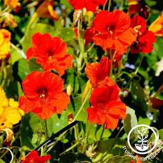 Jewel Mix Nasturtium Seeds