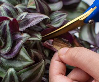 Pruning of a tradescantia plant