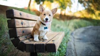 Pembroke Welsh Corgi