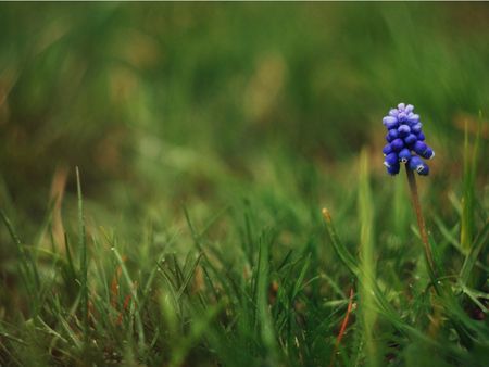 Grape Hyacinth Flower Seeds