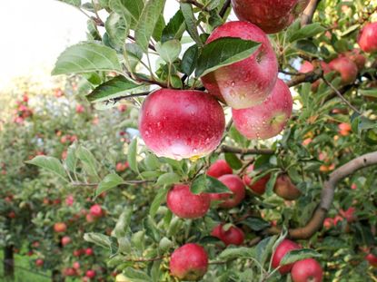 Fruit Trees Full Of Red Apples