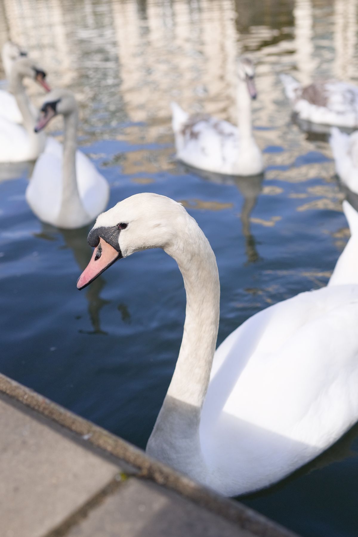 A photo of a swan, taken on a Sigma BF camera