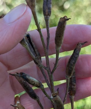 Close up of a woman's hand holding a head of ripe larkspur seed heads