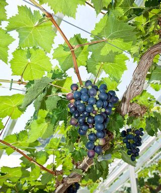 Grape vines growing in a greenhouse