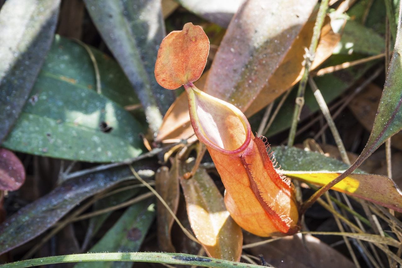 black leaves pitcher