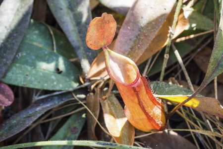 black leaves pitcher