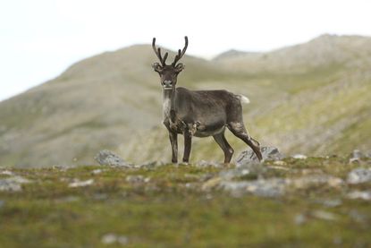 Study finds reindeer populations are rapidly decreasing
