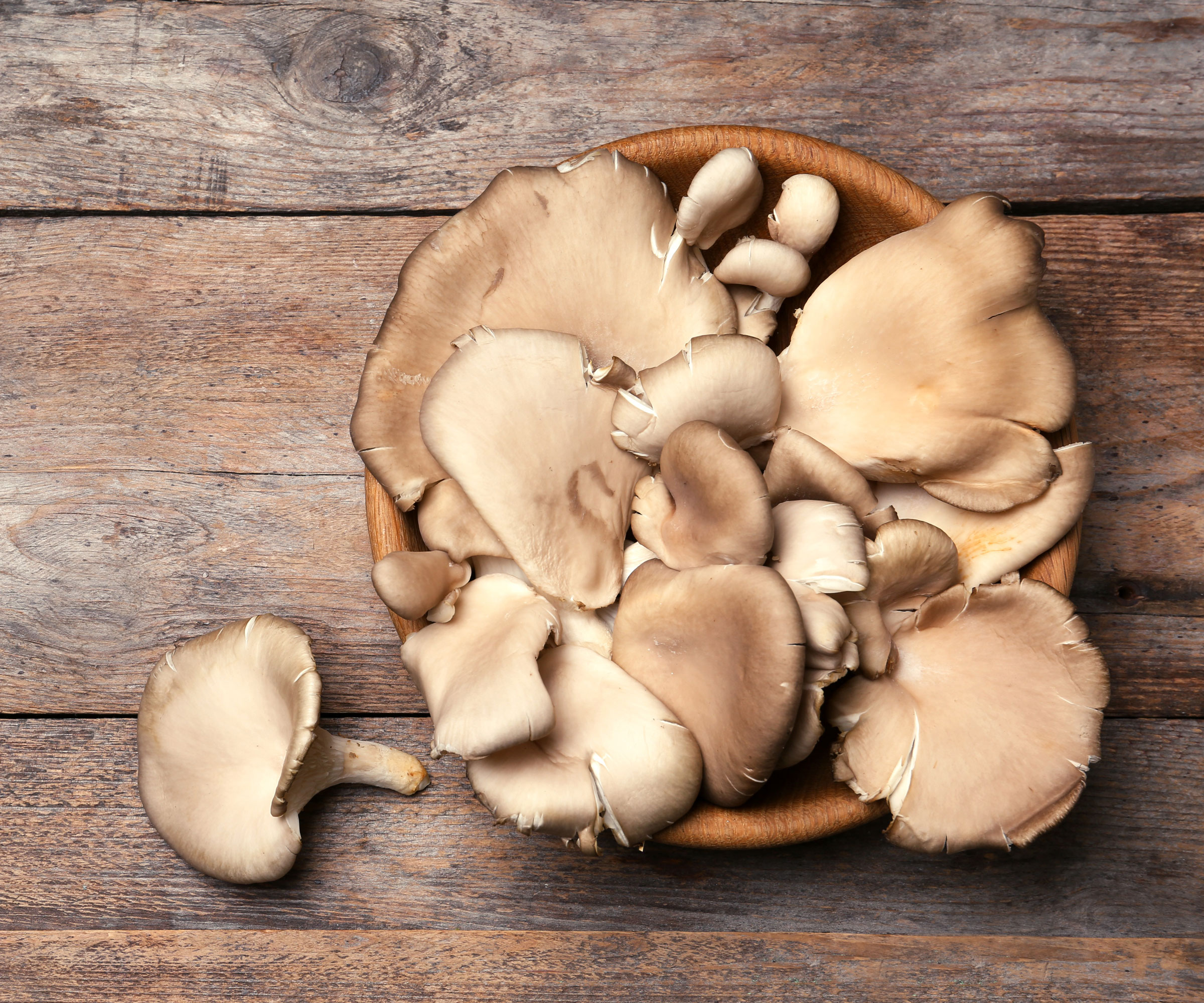 oyster mushrooms in dish after harvesting