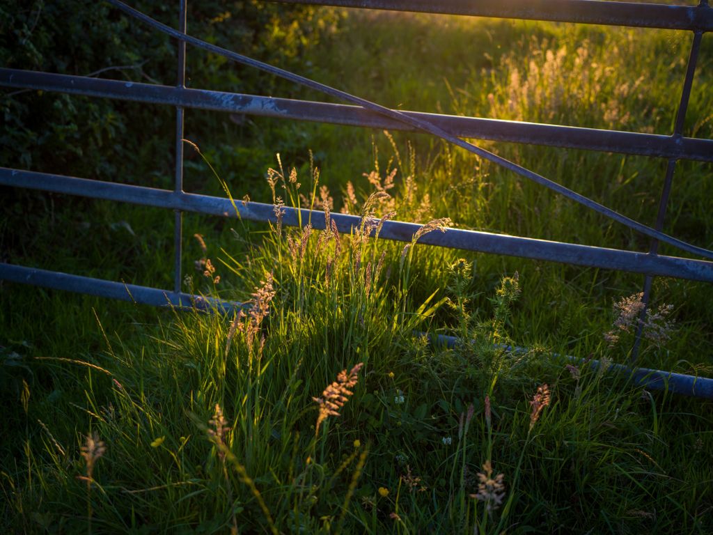 The Hasselblad X2D has the best color science in the business Digital