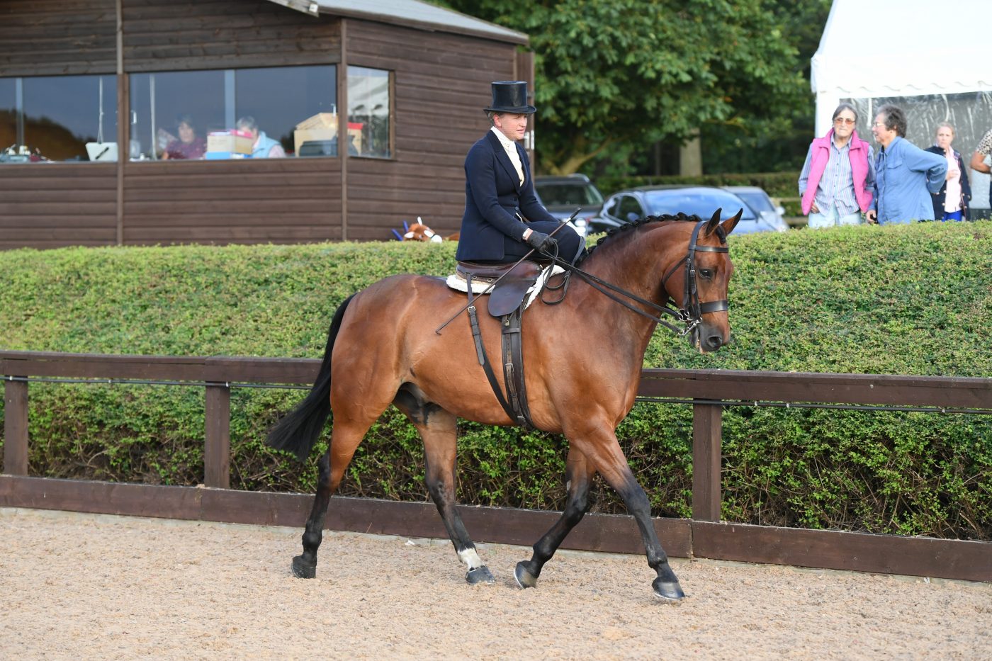 HorseNo12_HunterShow_PN19_36266-e1562585617610.jpg