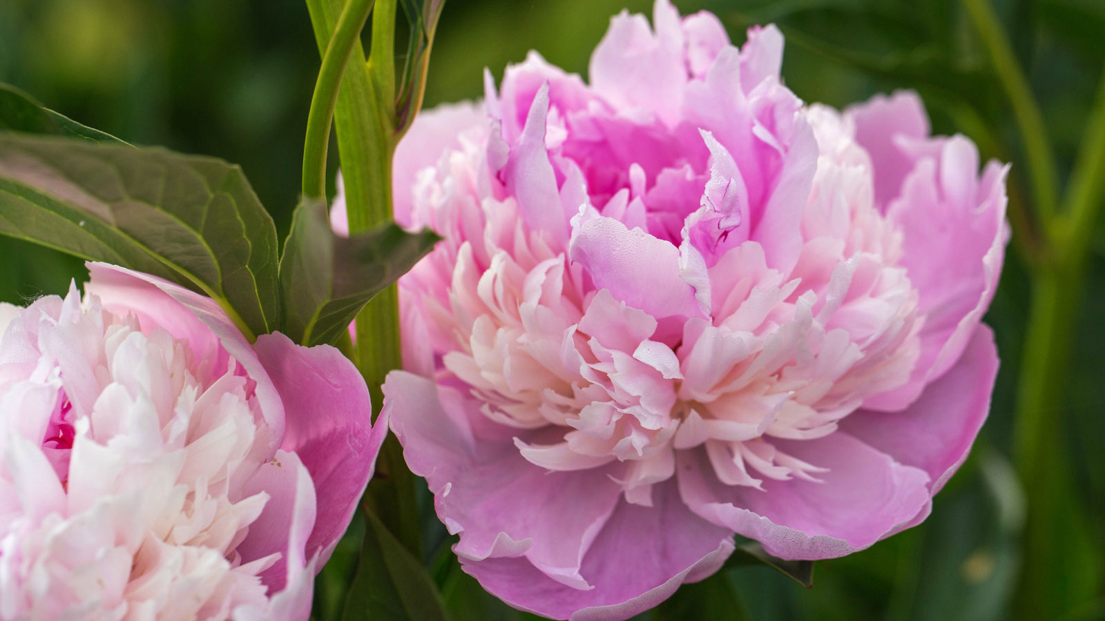 Sorbet peony with full pink flowers