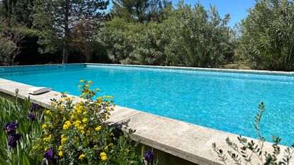 modern pool surrounded by planting