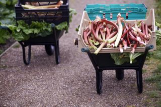 Pulled Rhubarb in wheelbarrow