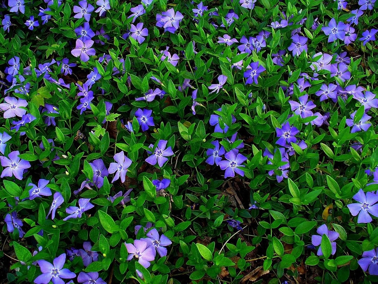 Greenwood Nursery: Live Ground-Cover Plants - Vinca Minor + Lesser/dwarf Periwinkle - [qty: 50 Bare Roots] - (click for Other Available Plants/quantities)
