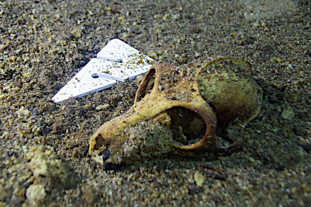 fossil skull of an extinct lemur