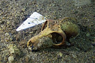 fossil skull of an extinct lemur