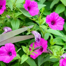 deadheading faded petunia flowers with scissors