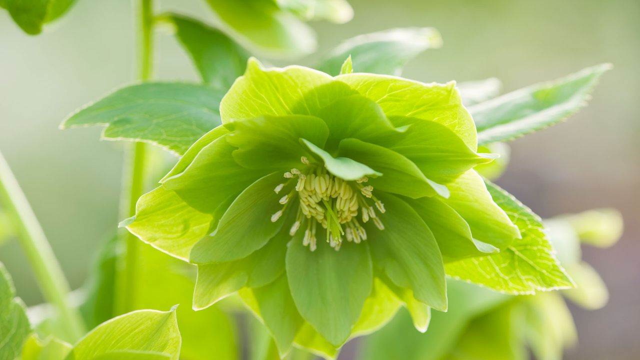 green flower of helleborus 'Harvington Double Limes'